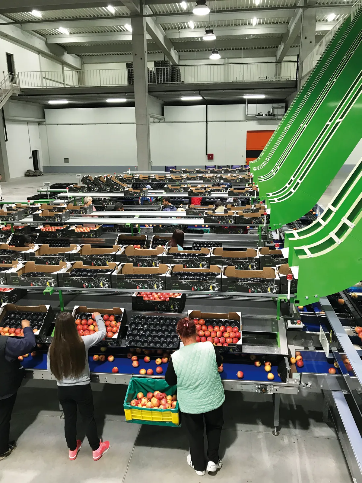 MAF RODA fruit and vegetable sorting line — view 1/6