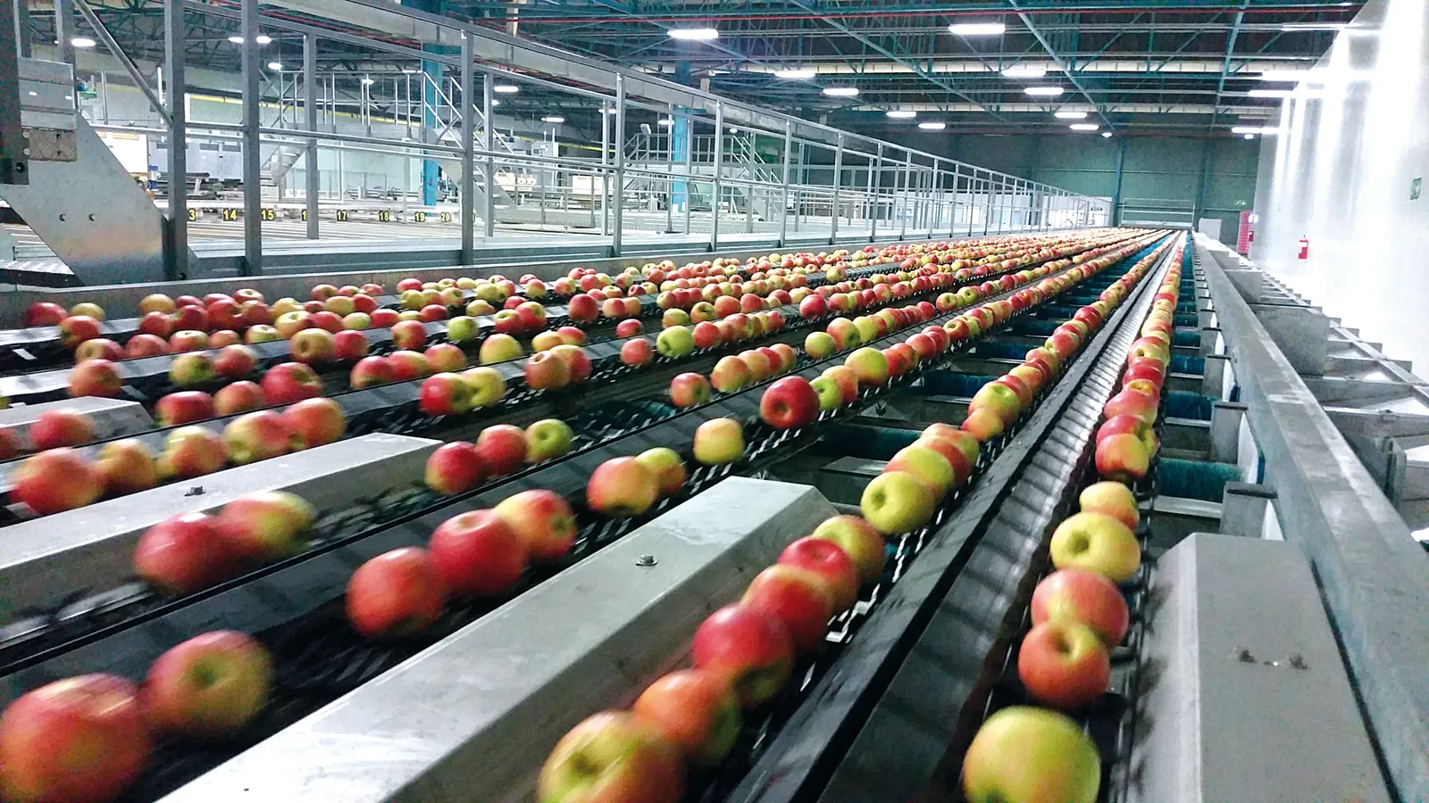MAF RODA fruit and vegetable sorting line — view 2/6