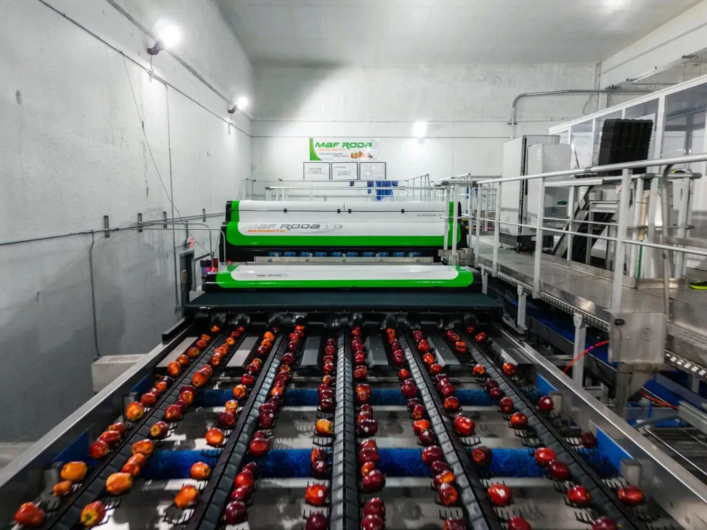 MAF RODA fruit and vegetable sorting line — view 3/6