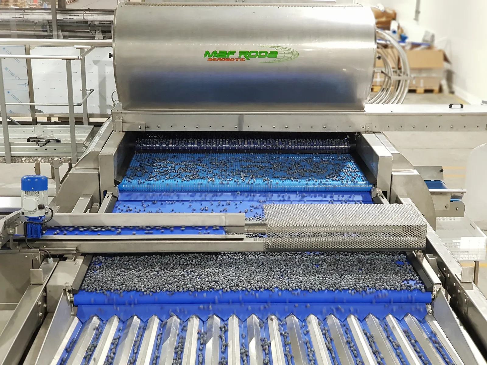 MAF RODA fruit and vegetable sorting line — view 4/6