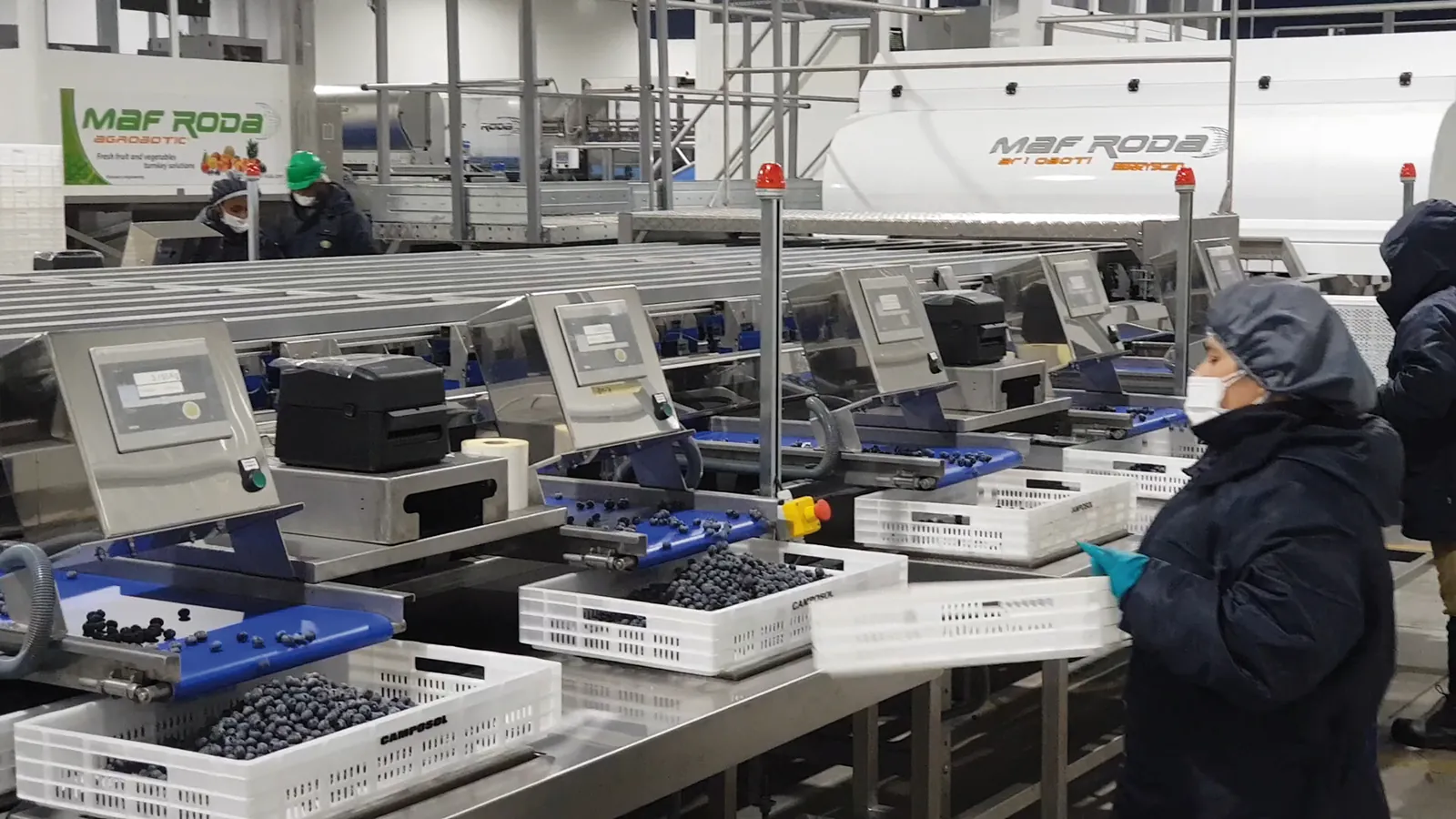MAF RODA fruit and vegetable sorting line — view 5/6